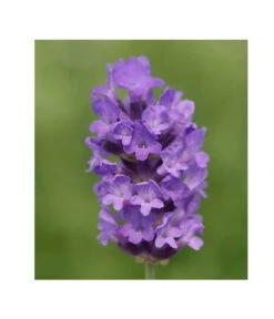 Lavendel 'No. 9' 8 Lavendel 'No. 9' -Gardena Verkäufe 8094070 PR DE 001 DownderryNo9Helix