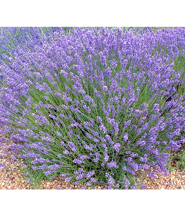Lavendel 'No. 9' 1 Lavendel 'No. 9'