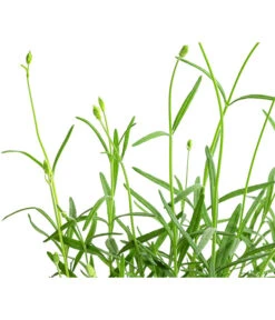 Lavendel 'No. 9' 9 Lavendel 'No. 9' -Gardena Verkäufe 8094070 WE DE 001 LavandulaAngustifoliaNO9LavendelT13