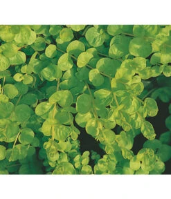 Pfennigkraut 'Goldilocks' 5 Pfennigkraut 'Goldilocks' -Gardena Verkäufe 8094906 BildFS 001 PfennigkrautGilbweiderichGoldilocksHzLysimachiaGoldilocks