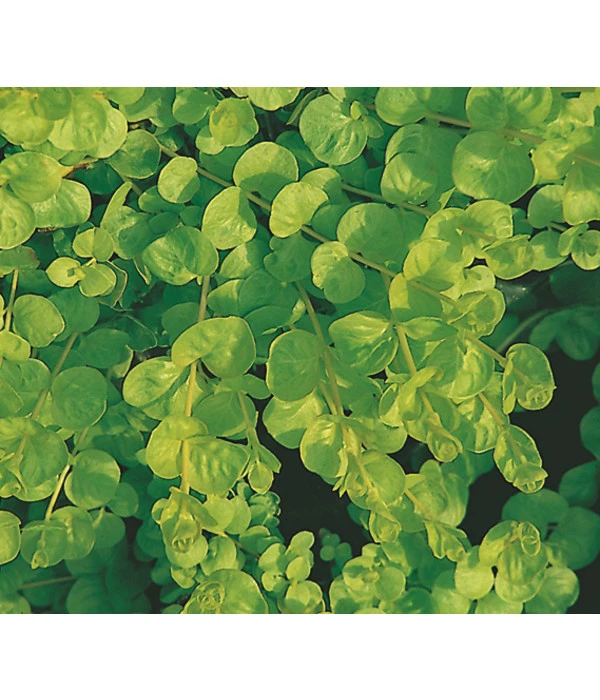 Pfennigkraut 'Goldilocks' 3 Pfennigkraut 'Goldilocks' – Bild 3