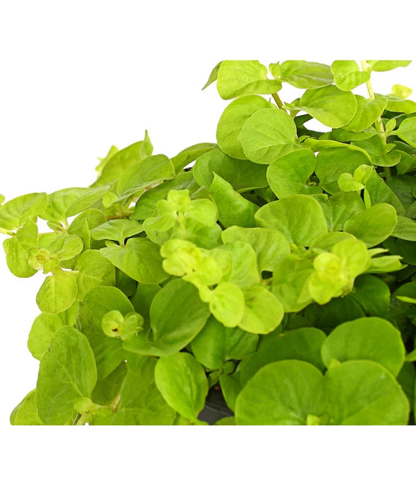 Pfennigkraut 'Goldilocks' 2 Pfennigkraut 'Goldilocks' – Bild 2