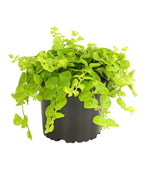 Pfennigkraut 'Goldilocks' 1 Pfennigkraut 'Goldilocks'