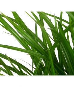 Garten-Segge 'Green Wonder' -Gardena Verkäufe 8095119 WE DE 003 CarexOshimensisGreenWonderZiergrasT19