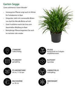 Garten-Segge 'Green Wonder' -Gardena Verkäufe 8095119 WE IG 001 GartenSegge