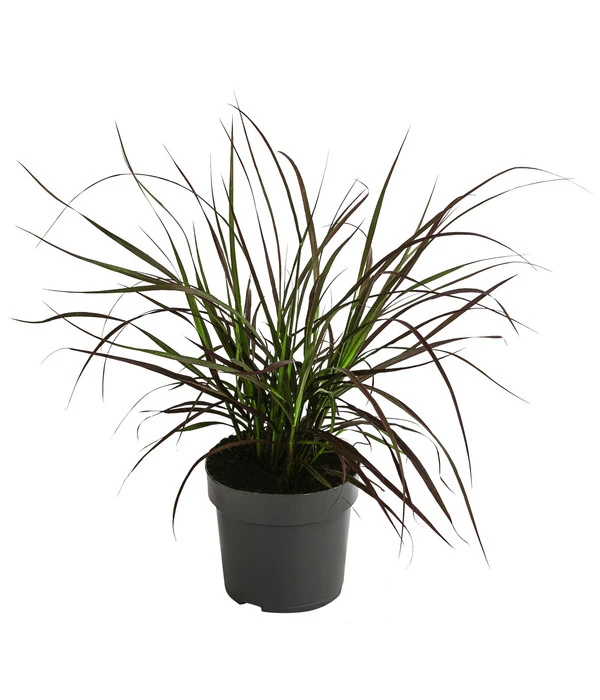 Rotes Lampenputzergras 'Summer Samba' 1 Rotes Lampenputzergras 'Summer Samba'