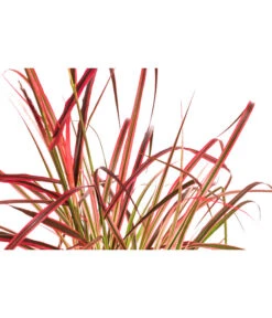 Afrikanisches Lampenputzergras 'Fireworks' -Gardena Verkäufe 8095929 WE DE 001 LampenputzergrasFireworksT14