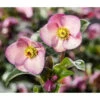 Schneerose 'Ice 'n' Roses® Early Rose' - Helleborus Gold Collection®