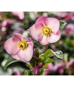 Schneerose 'Ice 'n' Roses® Early Rose' - Helleborus Gold Collection®