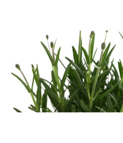 Lavendel 'Royal Blue' -Gardena Verkäufe 8097545 WE DE 001 LavendelRoyalBlue1L