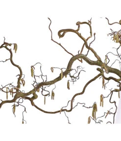 Korkenzieher-Hasel 'Contorta' -Gardena Verkäufe 8149080 WE DE 001 KorkenzieherhaselBio100 120cmDehnerExpressHerzig