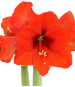 Amaryllis - Hippeastrum 'Superzwiebel' -Gardena Verkäufe 8201618 PR DE 001 AmaryllisHippeastrumRittersternSuperzwiebelT17DehnerExpressHerzig