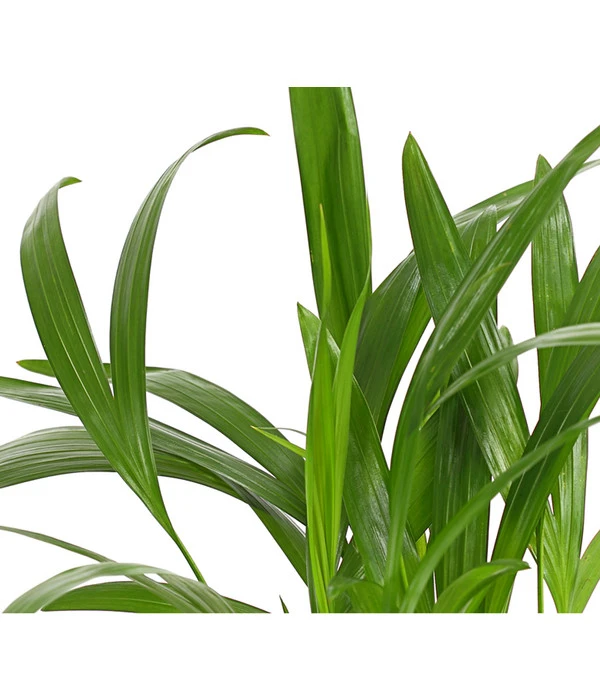 Goldfruchtpalme - Dypsis Lutescens 7 Goldfruchtpalme - Dypsis Lutescens – Bild 7