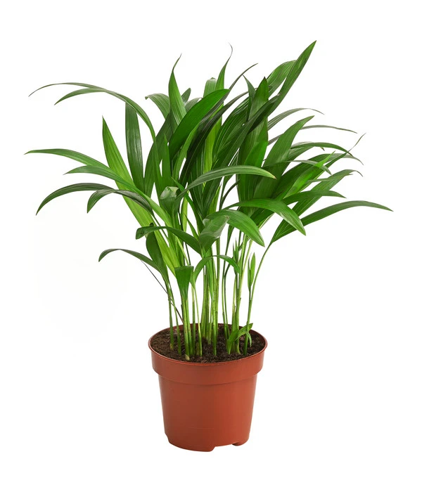 Goldfruchtpalme - Dypsis Lutescens 1 Goldfruchtpalme - Dypsis Lutescens