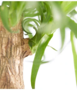 Elefantenfuß - Beaucarnea Recurvata, In Keramik -Gardena Verkäufe 8207961 PR DE 001 BeaucarneaRecurvataElefantenfussDehnerExpressZS