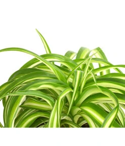 Grünlilie - Chlorophytum Comosum 'Bonnie' 5 Grünlilie - Chlorophytum Comosum 'Bonnie' -Gardena Verkäufe 8215303 PR DE 001 GruenlilieChlorophytumBonnieT10DehnerExpressHerzig