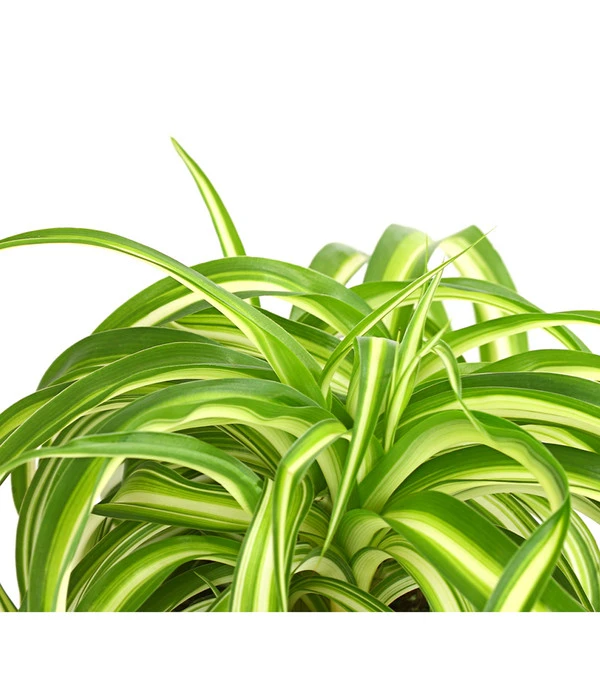 Grünlilie - Chlorophytum Comosum 'Bonnie' 3 Grünlilie - Chlorophytum Comosum 'Bonnie' – Bild 3