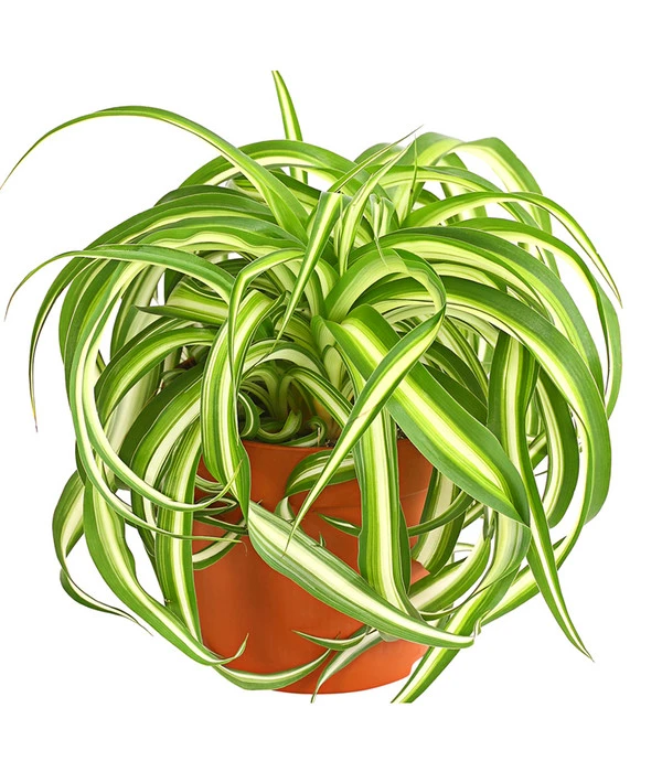 Grünlilie - Chlorophytum Comosum 'Bonnie' 1 Grünlilie - Chlorophytum Comosum 'Bonnie'