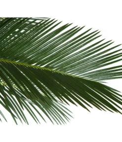 Sagopalmfarn - Cycas Revoluta -Gardena Verkäufe 8216236 BildD 001 PalmfarnCycasRevoluta45