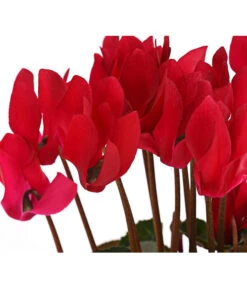 Midi Alpenveilchen, Verschiedene Sorten -Gardena Verkäufe 8217622 PR DE 001 AlpenveilchenCyclameRot10DehnerExpressHerzig