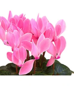 Midi Alpenveilchen, Verschiedene Sorten -Gardena Verkäufe 8217622 PR DE 002 AlpenveilchenCyclameRosaMidi10DehnerExpressHerzig