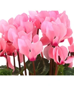 Midi Alpenveilchen, Verschiedene Sorten -Gardena Verkäufe 8217622 PR DE 003 AlpenveilchenCyclameRosaMidi10DehnerExpressHerzig