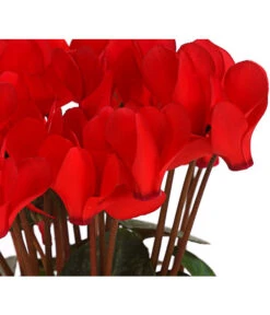 Midi Alpenveilchen, Verschiedene Sorten -Gardena Verkäufe 8217622 PR DE AlpenveilchenCyclameRotMidi10DehnerExpressHerzig