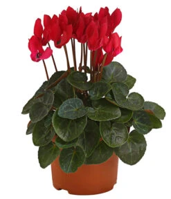 Midi Alpenveilchen, Verschiedene Sorten -Gardena Verkäufe 8217622 PR FS 001 AlpenveilchenCyclameRot10DehnerExpressHerzig