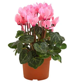 Midi Alpenveilchen, Verschiedene Sorten -Gardena Verkäufe 8217622 PR FS 003 AlpenveilchenCyclameRosa10MidiDehnerExpressHerzig