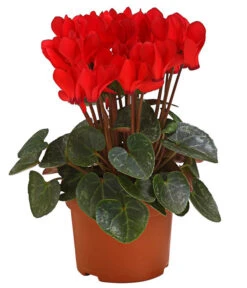 Midi Alpenveilchen, Verschiedene Sorten -Gardena Verkäufe 8217622 PR FS AlpenveilchenCyclameRot10DehnerExpressHerzig