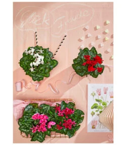 Midi Alpenveilchen, Verschiedene Sorten -Gardena Verkäufe 8217622 WE MO 001 AlpenveilchenCyclameMidiT9UveSauer