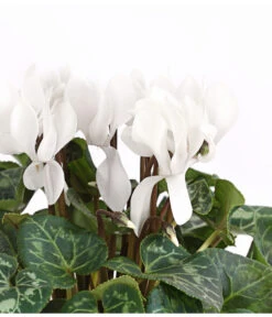 Midi Alpenveilchen, Verschiedene Sorten -Gardena Verkäufe 8217903 PR DE 001 AlpenveilchenCyclameFrangeWeissT12DehnerExpressHerzig