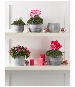 Midi Alpenveilchen, Verschiedene Sorten -Gardena Verkäufe 8217903 WE MO 001 CyclameMidiWeiss