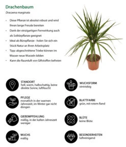 Zimmerpflanzen-Set Drachenhöhle, 4-teilig 15 Zimmerpflanzen-Set Drachenhöhle, 4-teilig -Gardena Verkäufe 8221137 WE IG 001 Drachenbaum