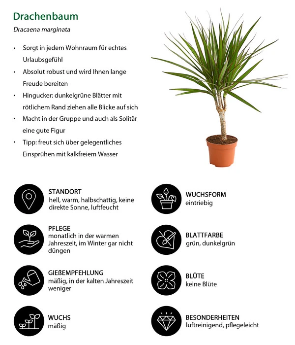 Zimmerpflanzen-Set Drachenhöhle, 4-teilig 6 Zimmerpflanzen-Set Drachenhöhle, 4-teilig – Bild 6