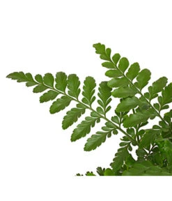 Streifenfarn - Asplenium Dimorphum 'Parvati' 7 Streifenfarn - Asplenium Dimorphum 'Parvati' -Gardena Verkäufe 8224198 PR DE 001 AspleniumParvatiT12DehnerExpressHerzig