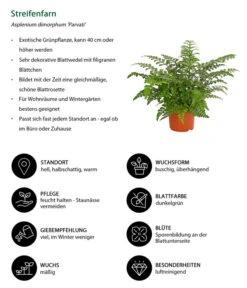 Streifenfarn - Asplenium Dimorphum 'Parvati' 6 Streifenfarn - Asplenium Dimorphum 'Parvati' -Gardena Verkäufe 8224198 WE IG 001 AspleniumParvatiT12DehnerExpressHerzig