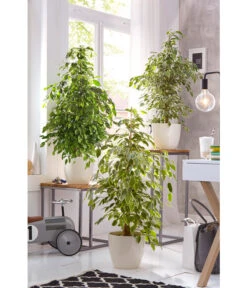 Birkenfeige - Ficus Benjamina 'Reginald' -Gardena Verkäufe 8227563 WE 002 FicusBenjaminaUveSauer