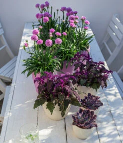 Samtpflanze - Gynura Aurantiaca -Gardena Verkäufe 8232928 WE MO 001 SamtpflanzeGrasnelkeDreameria