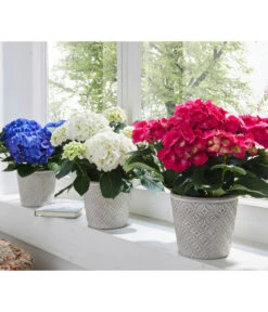 Hortensie - Hydrangea Macrophylla 11 Hortensie - Hydrangea Macrophylla -Gardena Verkäufe 8233751 8234965 8233777 WE MO 003 HortensienHydrangeamacrophyllaHortensieWeissBlauRot