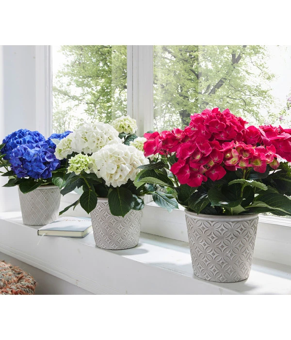 Hortensie - Hydrangea Macrophylla 4 Hortensie - Hydrangea Macrophylla – Bild 4