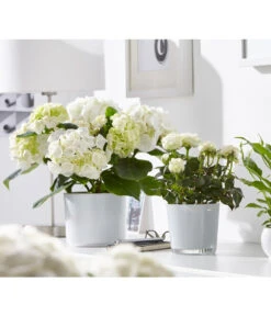 Hortensie - Hydrangea Macrophylla 10 Hortensie - Hydrangea Macrophylla -Gardena Verkäufe 8233777 8265209 8233769 PR MO 001 EinblattSpathiphyllumRosenRoseInfinityHortensieHydrangeadehnerFruehblueher1403UveSauer