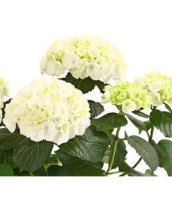Hortensie - Hydrangea Macrophylla 15 Hortensie - Hydrangea Macrophylla -Gardena Verkäufe 8233777 WE WE 001 HortensieHydrangeaWeissT13DehnerExpressHerzig