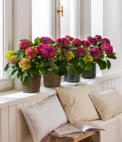 Hortensie - Hydrangea Macrophylla 'Red Beauty®' -Gardena Verkäufe 8234429 4439196 4439204 4439212 WE MO 001 HortensieLila