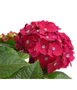 Hortensie - Hydrangea Macrophylla 'Red Beauty®' -Gardena Verkäufe 8234429 WE DE 001 HortensieHydrangeaRedBeautyT14DehnerExpressHerzig