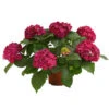 Hortensie - Hydrangea Macrophylla 'Red Beauty®'