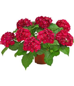 Hortensie - Hydrangea Macrophylla 'Red Beauty®' -Gardena Verkäufe 8234429 WE FS 001 HortensieRedBeauty