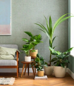 Rundblättrige Schirmpalme - Livistona Rotundifolia -Gardena Verkäufe 8240764 WE MO 003 Exoten Schirmpalme