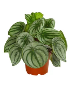 Wassermelonen-Peperomie - Peperomia Argyreia