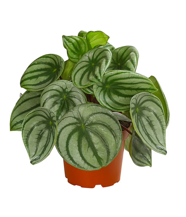Wassermelonen-Peperomie - Peperomia Argyreia 1 Wassermelonen-Peperomie - Peperomia Argyreia